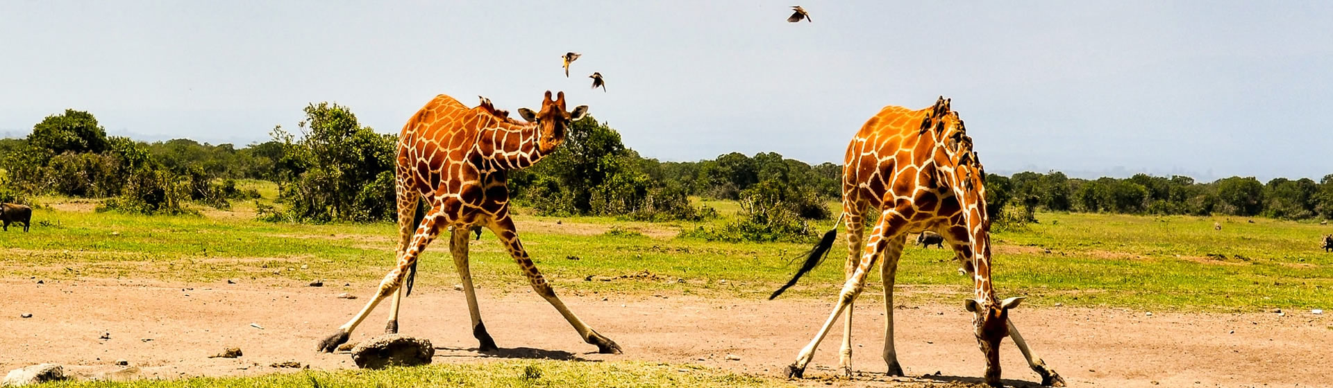6 Days Safari Samburu, Lake Nakuru, Masai Mara