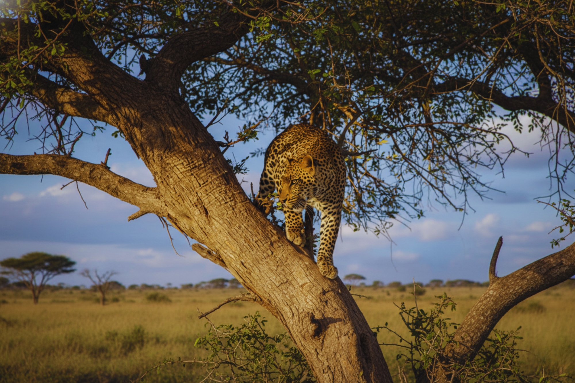 6-Days-Nairobi-Safari-to-Samburu-Aberdares-Lake-Nakuru-Masai-Mara