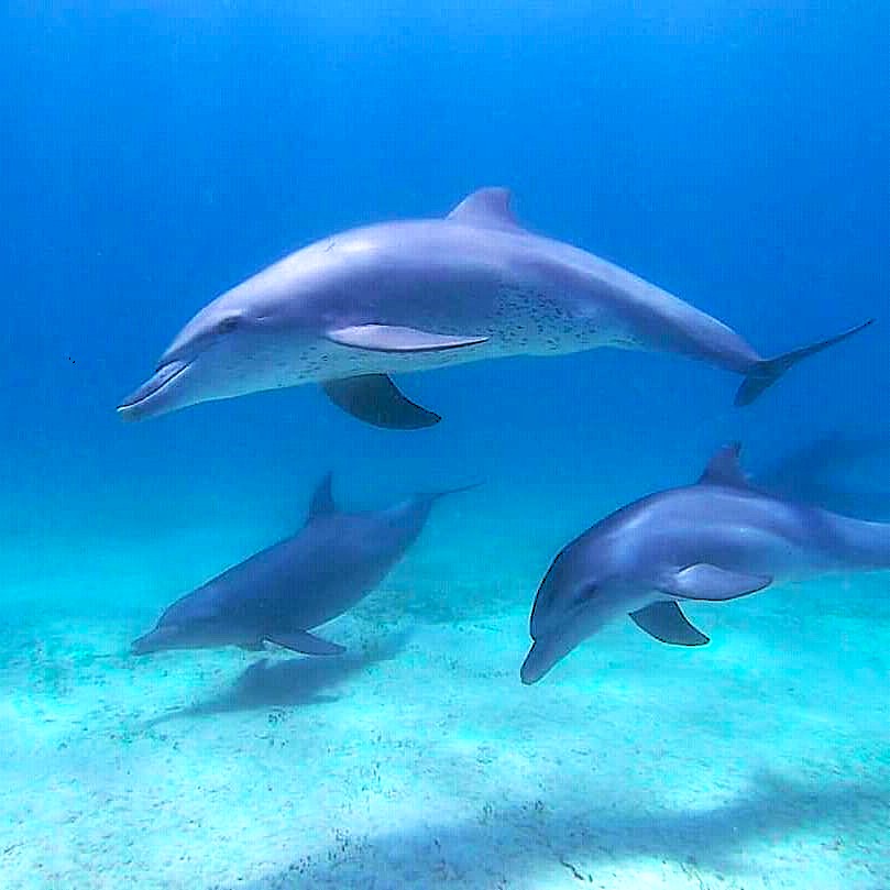 Blossom Kenya Safaris Dolphin Sightings