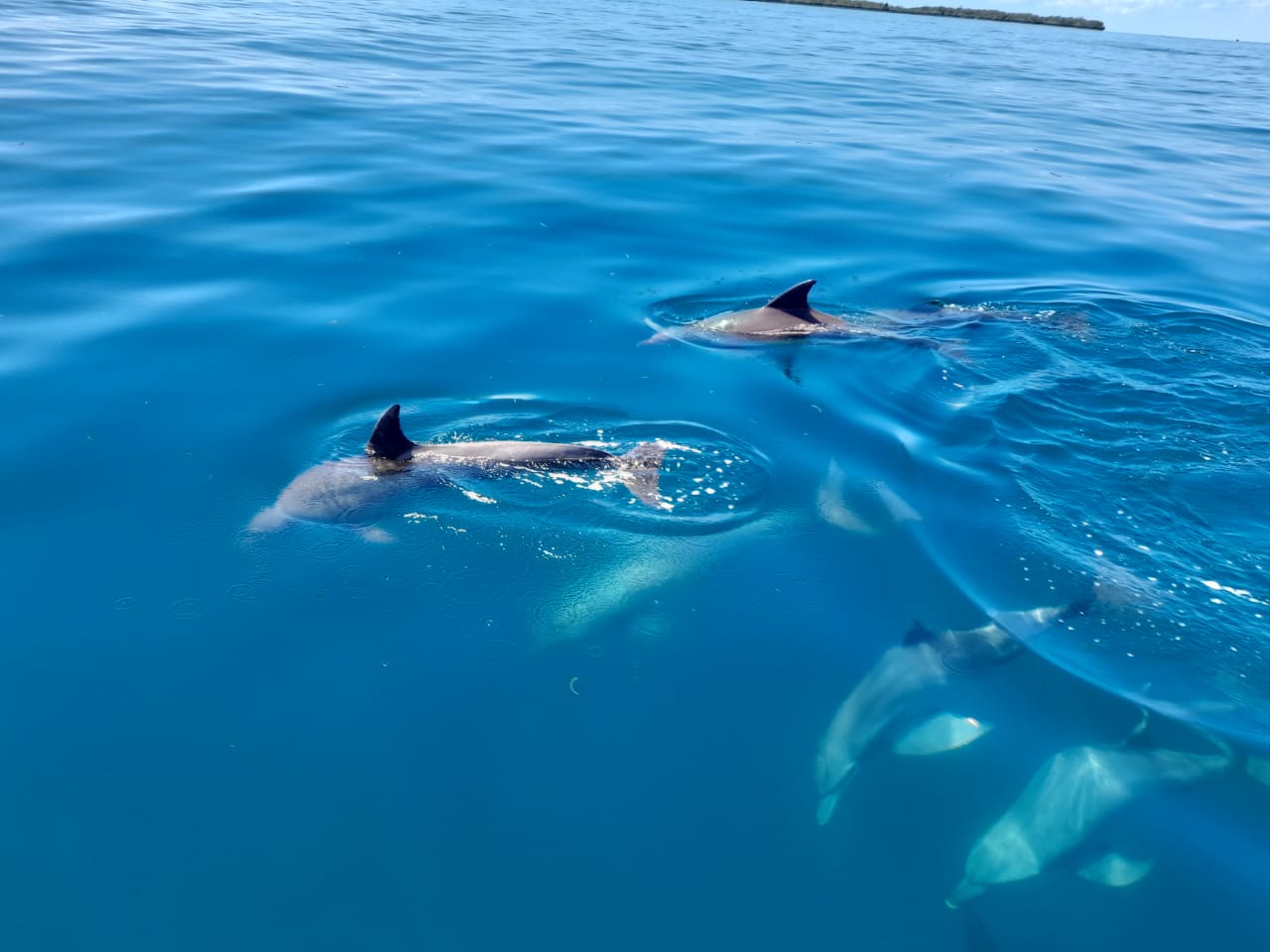 Blossom Kenya Safaris Wasini Island Dolphins